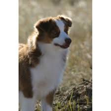 Litter raised in home with kids & other dogs & cats & guests. Moon Creek Aussies Miniature Australian Shepherd Breeder In Miles City Montana