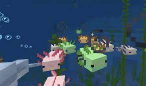 Pink (leucistic, referred to as lucy in its texture file), brown (wild), yellow (gold), cyan and blue. Axolotls In Minecraft Everything Players Need To Know