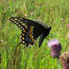 Find lists and garden plans here. Swallowtail Butterflies Prairie Pollination