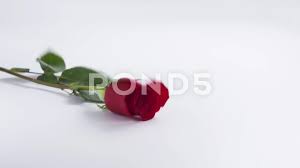 slow motion of one red rose with