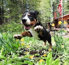 how to keep dogs out of flower gardens