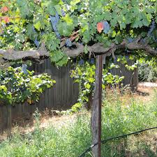 trellising systems in the vineyard