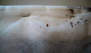 How To Check For Bed Bugs And Kill Them