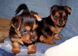 Sorry, there are no australian terrier puppies for sale in colorado at this time. 5 Weeks Old Posh Australian Terrier Puppies Arista Australian Terriers