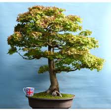 mive anese maple acer bonsai niwaki