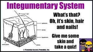 skin hair nails anatomy science video