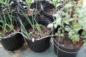 Drip Irrigation For Container Plants