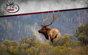 elk desktop wallpapers top free elk