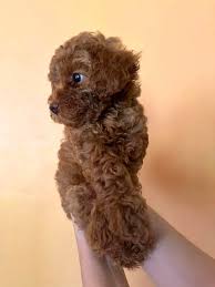 toy poodles puppies in
