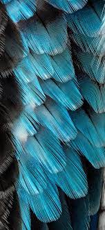 Feathers Wallpaper for iPhone 11, Pro ...