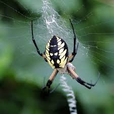 big orb weaving spiders family