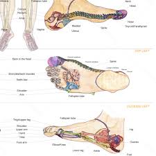 Bts Foot Chart Small Balancing Touch Reflexology