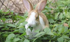 stop rabbits from eating your plants