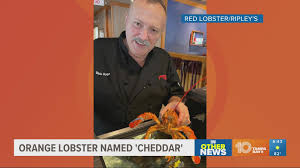 florida red lobster workers rescue rare