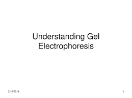 ppt understanding gel electropsis
