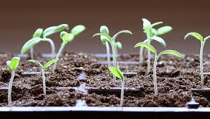 How To Start Seeds Faq Gardener S Supply