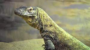 komodo dragon hd wallpapers and backgrounds