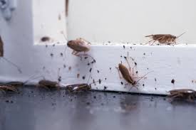 I contacted do it yourself pest control. Roaches The Headache Of Every Florida Homeowner Halo Home Watch