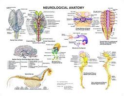 Equine Neurological Anatomy Chart
