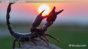what is a scorpion habitat facts