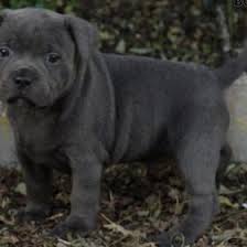 This dog is brave, loving with children, and obedient. Champion Blue Staffy Stud Dogs For Breeding And Ai Bullscaff