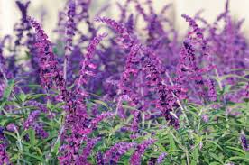 「salvia」の画像検索結果