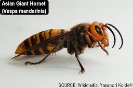 asian giant hornet a k a