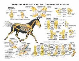 Equine Anatomy Chart Set Of 13 Charts Lfa 2559x Special