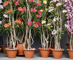 how to secure artificial plants in pots