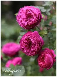 E' priva di spine sarebbe impossibile graffiarsi con un roseto simile a e' una rosa rampicante quasi senza spine che può raggiungere i 4 metri d'altezza, piuttosto rifiorente con i fiori rosa shoking composti da 20/30. Fiori Simili Alle Rose Nome