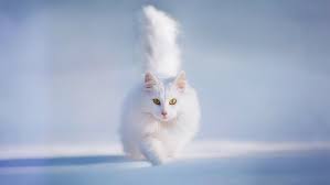 cute white cats hd wallpapers amp