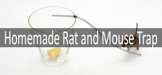 how to make best homemade rat trap
