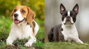 beagle vs boston terrier breed