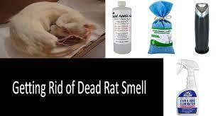 how to get rid of dead smell