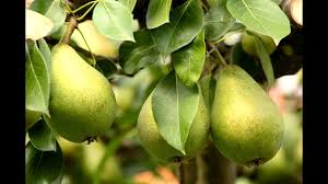 treating pear tree diseases
