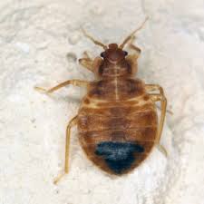 have bed bugs or is it carpet beetles