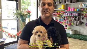 cute poodle puppies you
