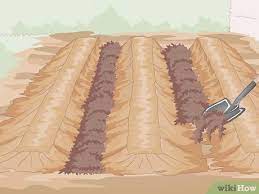 how to prepare the soil for a vegetable