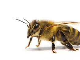 honeybees all have diffe jobs to