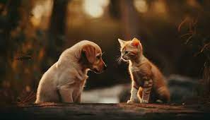 puppies and kittens stock photos