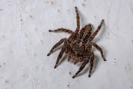 10 common house spiders in florida