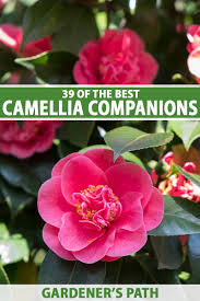 companion plants for camellias