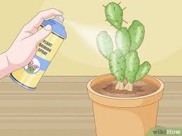 Easy Ways To Clean Plant Leaves 8