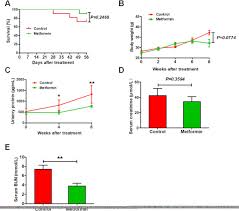 metformin improves renal injury of mrl