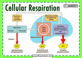 Cellular Respiration Flashcards Quizlet
