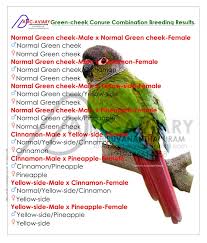 Green Cheek Conure Combination Breeding Results