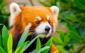 And the world's cutest snackers. Red Panda Wallpapers Animal Hq Red Panda Pictures 4k Wallpapers 2019