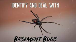 basement bugs
