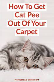 best cleaner to get cat urine