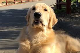 However, rescuing a golden retriever from a golden retriever rescue is a bit different from adopting a young puppy from a breeder. Shadalane Golden Retrievers Golden Retriever Puppies For Sale Golden Retriever Breeders Trained Goldens
